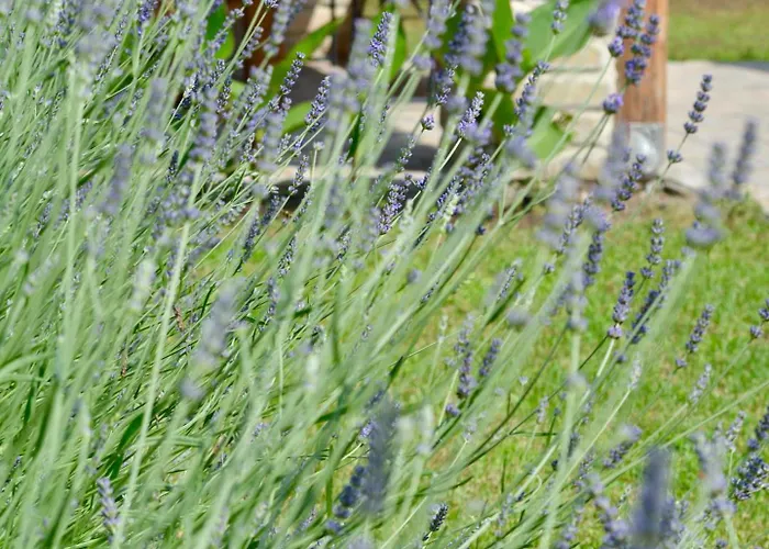 Ferienhaus Roza Subotica